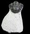 Bargain, Gerastos Trilobite Fossil - Morocco #69114-1